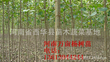 107速生杨