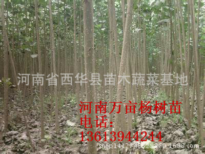 优质杨树苗