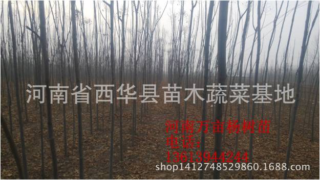 优质栾树